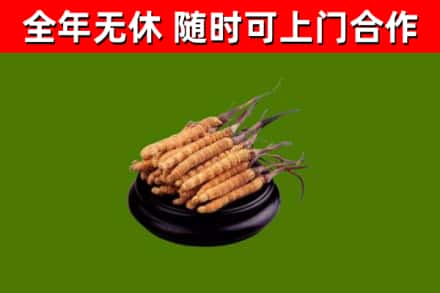 南丹县回收冬虫夏草