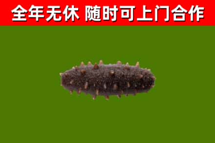 南丹县回收海参干